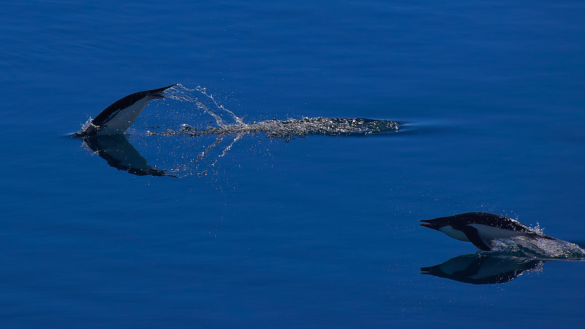swimming fun with the adelie penguins
